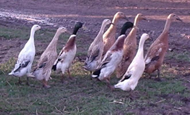 Mixed group of Indian Runners Poultrymad©