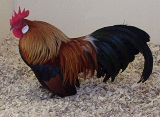 Gold Dutch bantam cock Poultrymad©