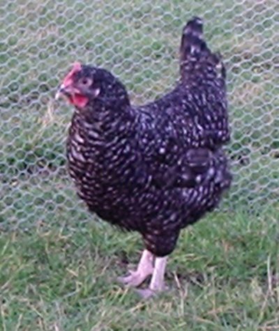 chicken breeds images. One of the last reeds to be