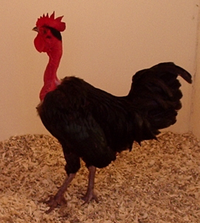 Transylvanian Naked Neck Chicken At Poultrymad