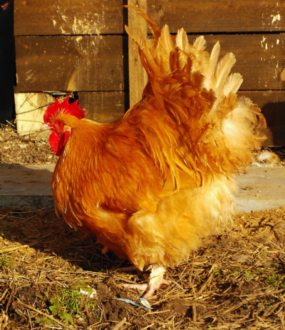 Buff Orpington Cock Poultrymad©
