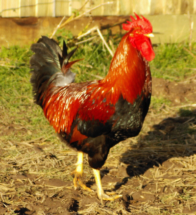 Welsummer Cock Poultrymad©